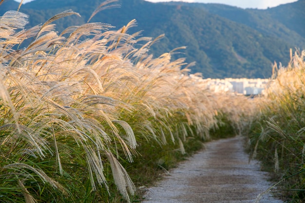 風にそよぐ葦の花