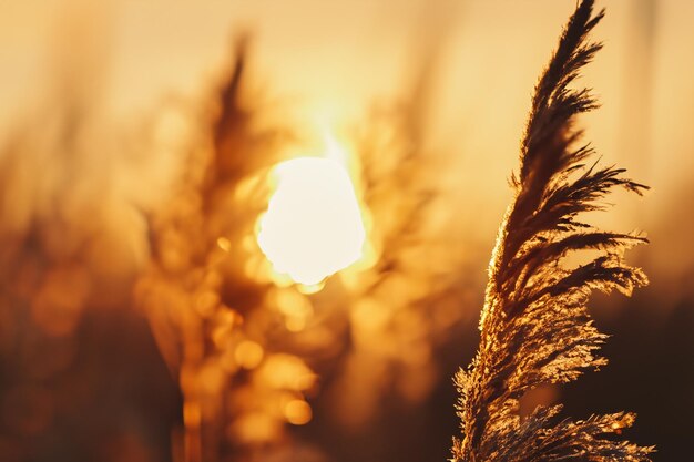 Reed Flowers Dance in the Sunsets Embrace Weaving a Tranquil Symphony of Natures Beauty