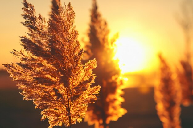 Photo reed flowers dance in the sunsets embrace weaving a tranquil symphony of natures beauty