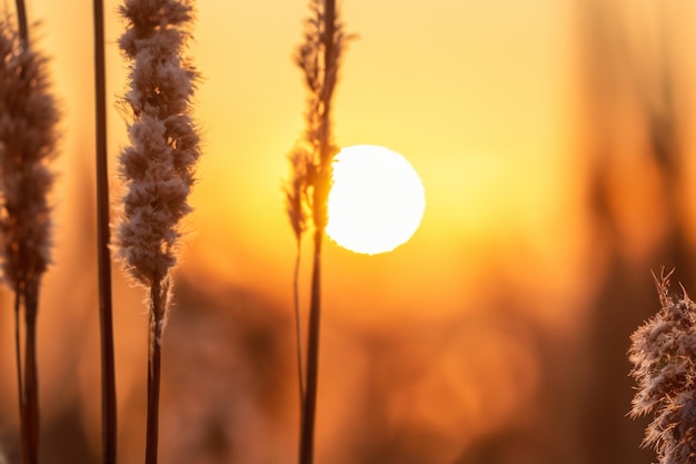 Photo reed flowers dance in the sunsets embrace weaving a tranquil symphony of natures beauty