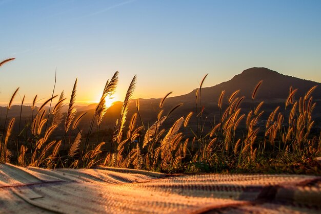 Reed growing on field against sky during sunset