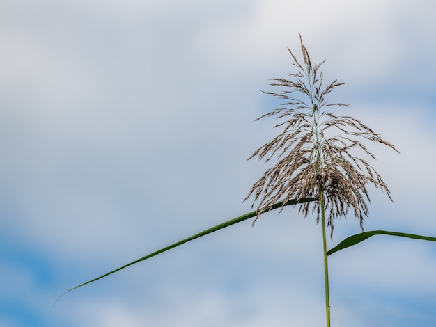 空に対する葦の花序