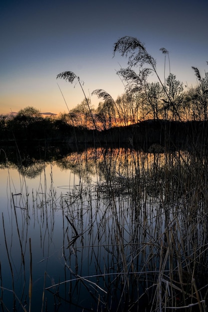 Reed lake with a reflective surface