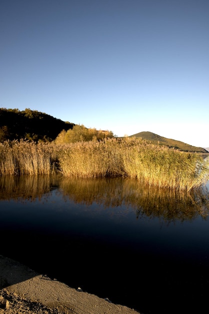 Foto canna nel lago