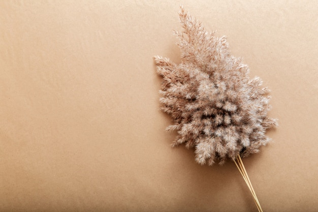 Photo reed pampas on beige craft paper background. beige frame background with copy space and flower of fluffy reed pampas.