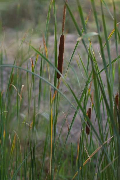 Reed plant brown green leaves