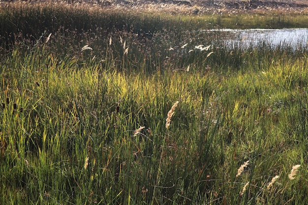 沼地の葦植物