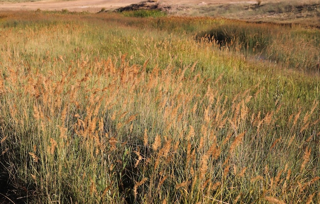 Reed plant in the swamp