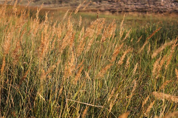 Reed plant in the swamp