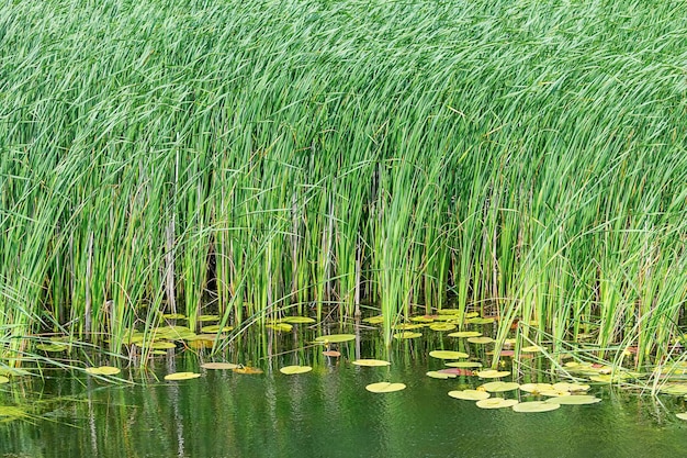 Reed Reflected in the Water