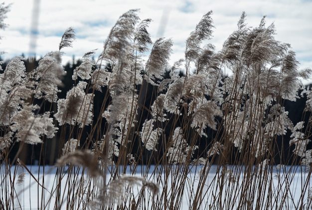 Тростниковые заросли на лесном озере зимой.