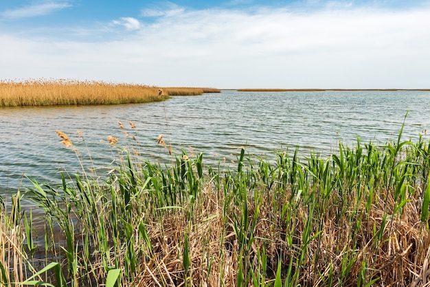 Reed thickets on the lake