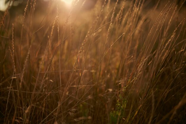 葦vs夕焼けセレクティブフォーカス浅い被写界深度乾いた草に囲まれた美しい夕焼け