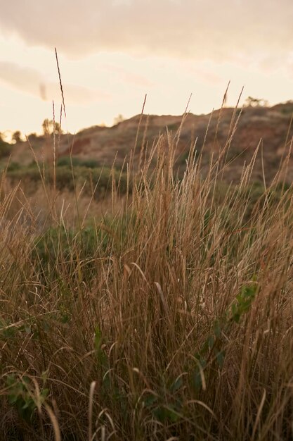 Reed vs Sunset Selective focus Shallow depth of field Beautiful sunset among the dry grass