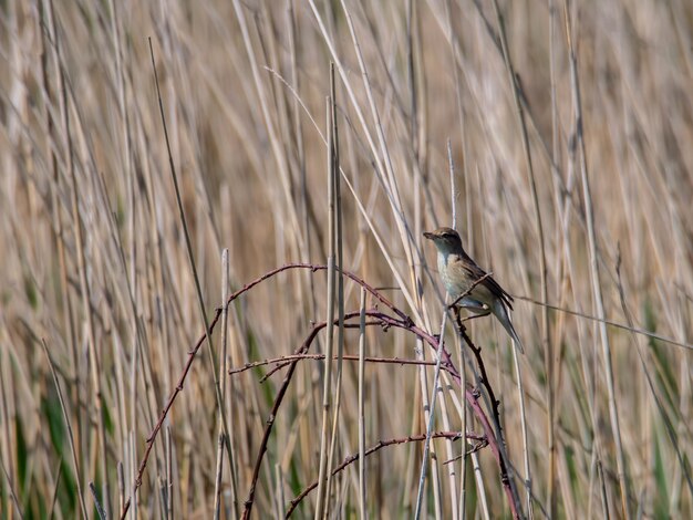 Suffolk의 Covehithe에서 Reed Warbler(Acrocephalus scirpaceus)