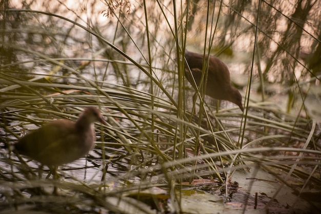 A reed warbler sits in the lake shore in the grass.