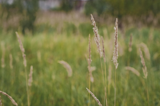 The reeds on the background of green fields 5498