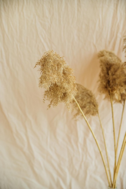 Photo reeds on a beige backgroundfluffy pompas grass background of reed panicles