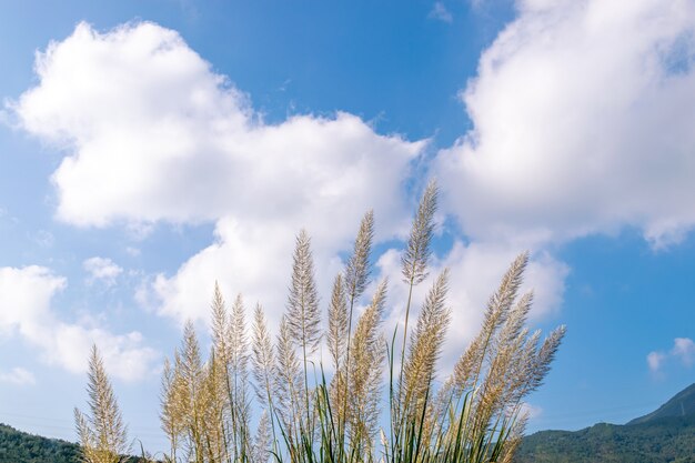 Reeds under blue sky and white clouds