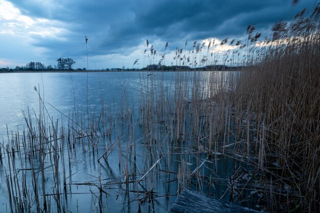 Reeds by the lake shore and cloudy sky