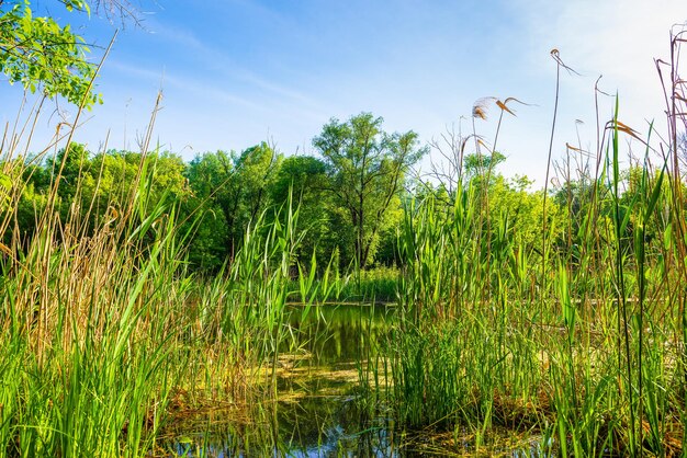 Reeds on calm river in forest at sunset