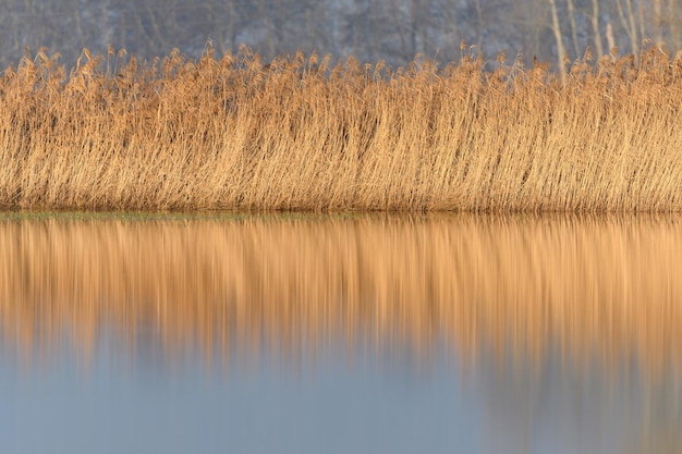 Foto canne in un prato inondato in autunno