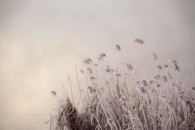 Reeds in a fog