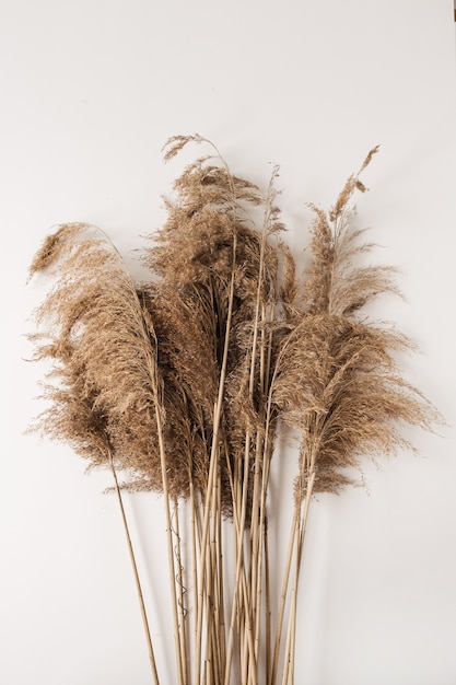 Reeds foliage branches bouquet on white surface