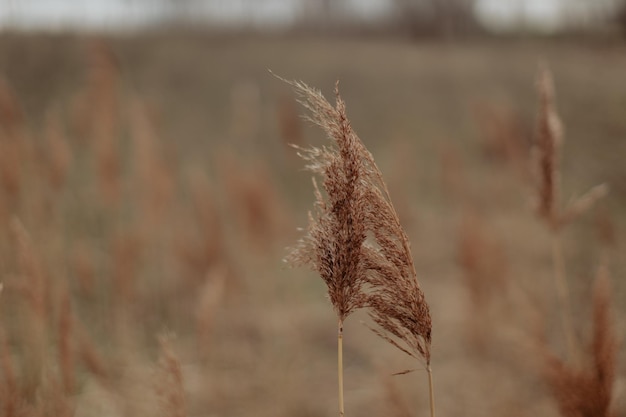 Фото Тростник ранней весной коричневый пейзаж