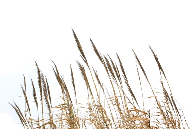 Reeds isolated on white background