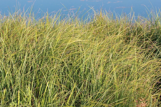 Reeds on the lake blue and green