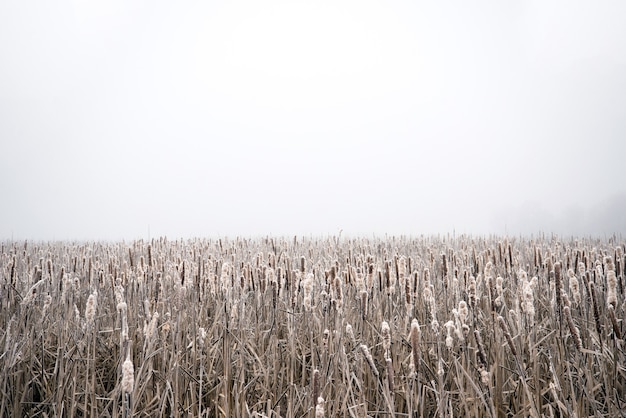 Foto canne sul lago coperte di brina nella nebbia