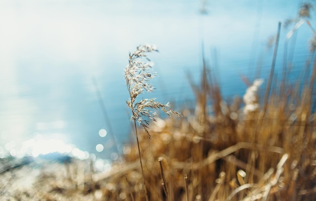 Photo reeds on the lake macro