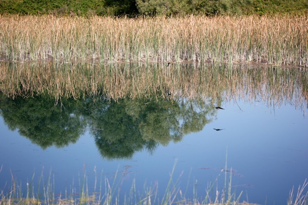 Reeds in the lake Natural scenery House Martin Delichon urbica