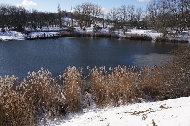Reeds on lake shore in winter city park