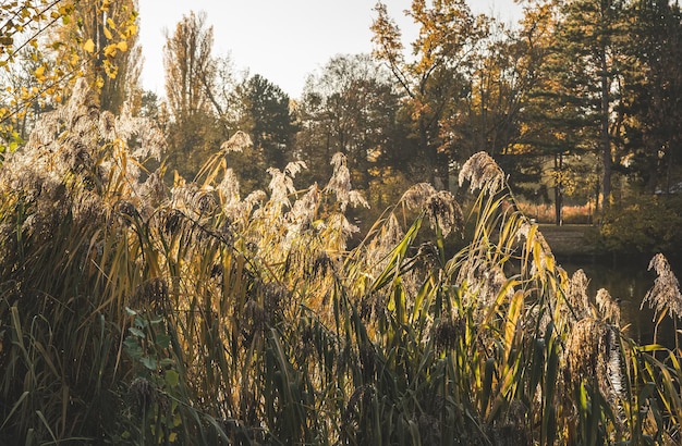 Reeds in morning sunlight in a park