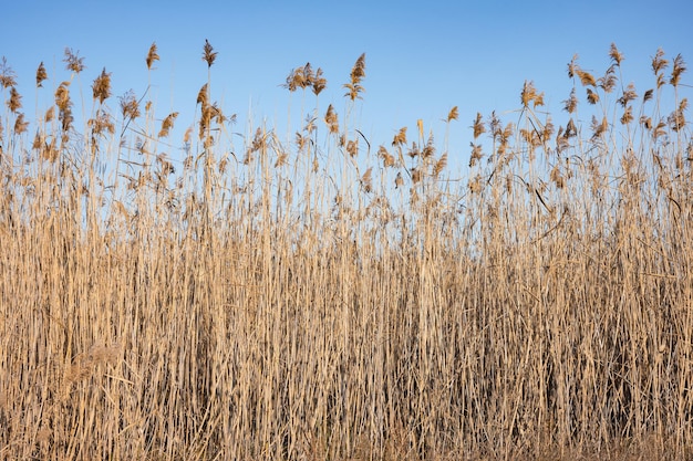 Reeds outdoor nature