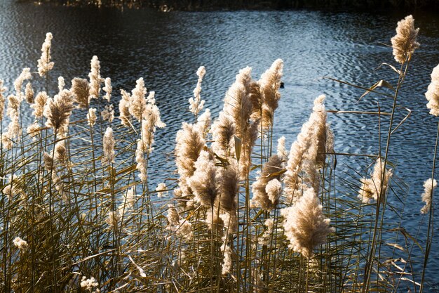 Reeds in the rive