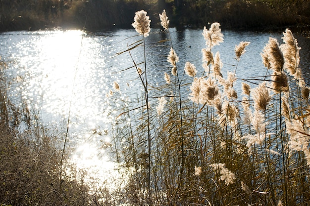 Reeds in the rive