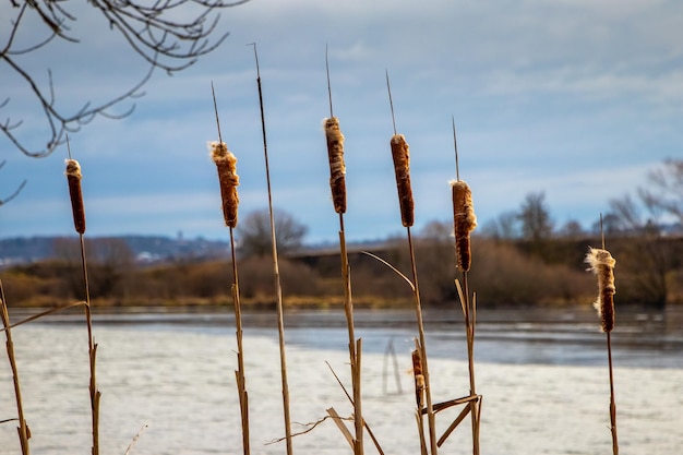 Premium Photo | Reeds on the river bank in late autumn