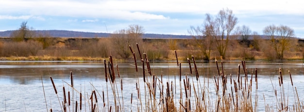 Reeds on the river bank in late autumn