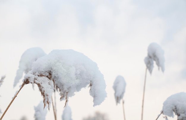 湖のほとりの葦は、凍るような晴れた日に雪で覆われています