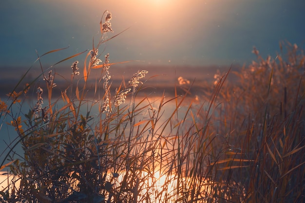 Reeds on the shore of the lake at sunset Beautiful summer landscape