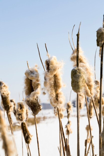 reeds in the winter season