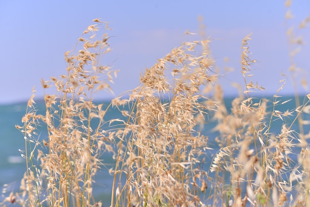 Photo reeds