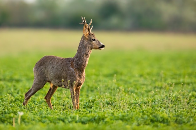 Reeën bok staande op grasland in de lente aard