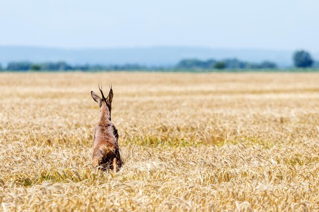 Reeën Buck springen in tarweveld. Reeën dieren in het wild.