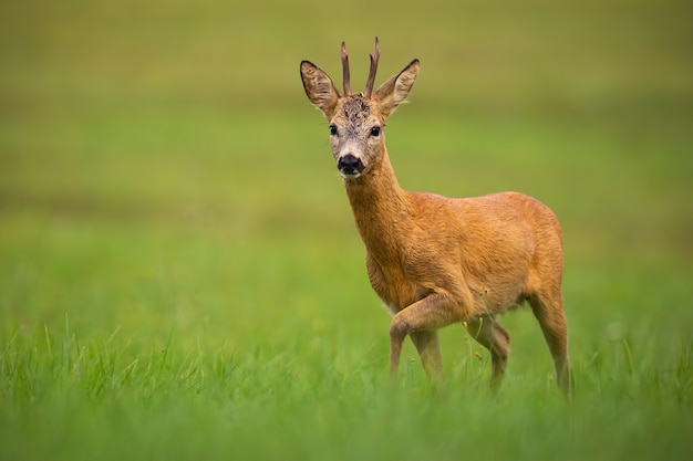 Reeën, capreolus capreolus, bok in de zomer.