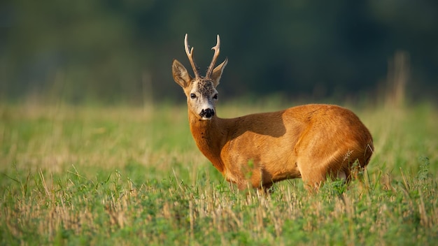 Reeën die in de zomer over de schouder op het veld kijken