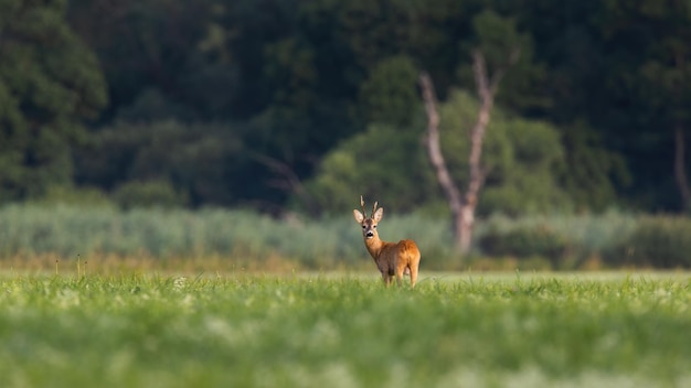 Reeën die terugkijken op uiterwaarden met kopieerruimte